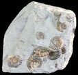 Ammonite Fossil Slab - Marston Magna Marble #63487-1